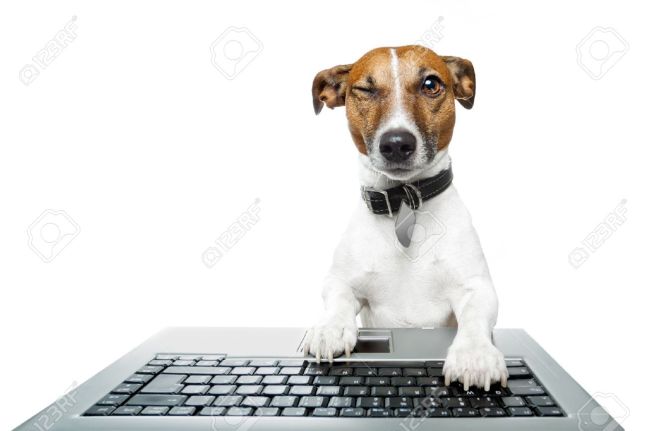 winking-typing-dog